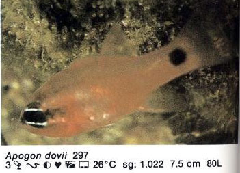Apogon dovii